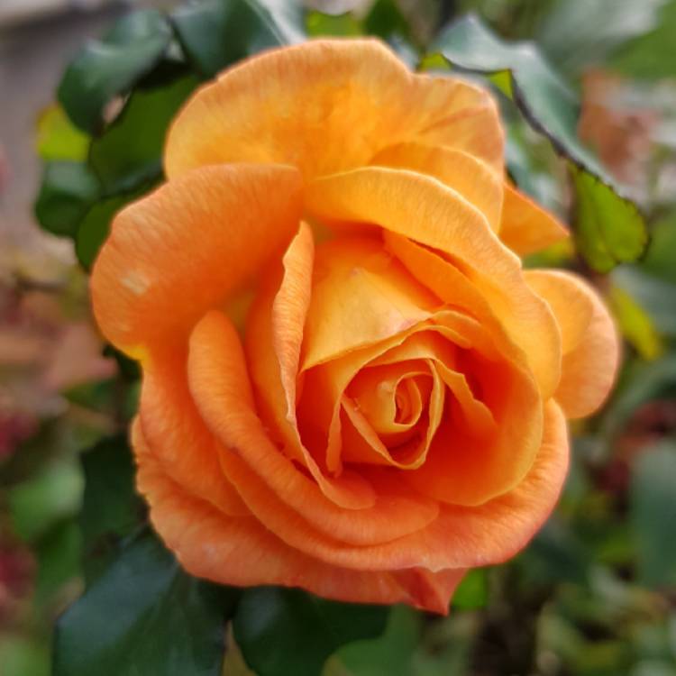 plant image 874778 plant image 874778