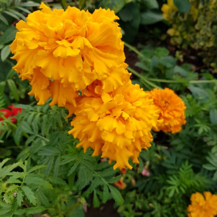 plant image 874787 plant image 874787