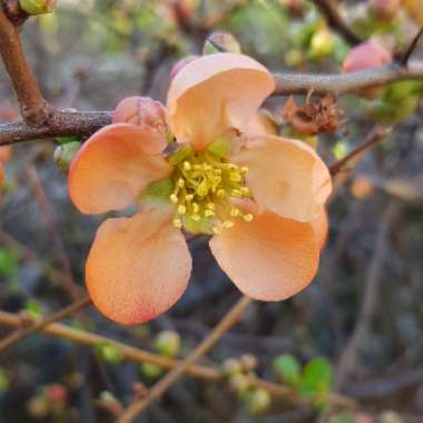 Chaenomeles japonica