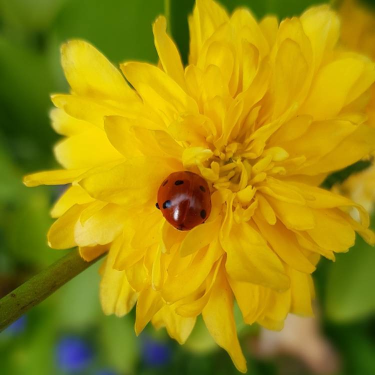 Plant image Kerria japonica 'Golden Guinea'