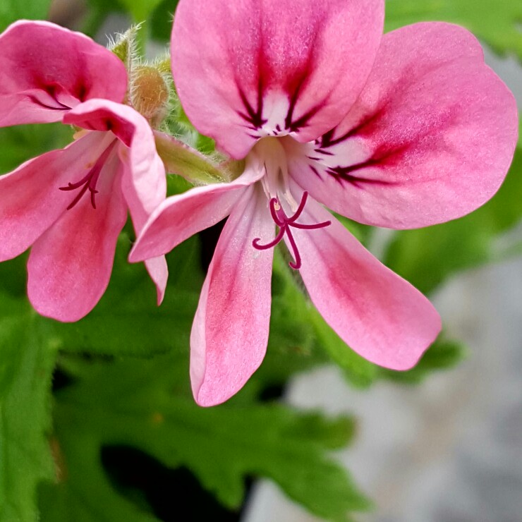 plant image 101707