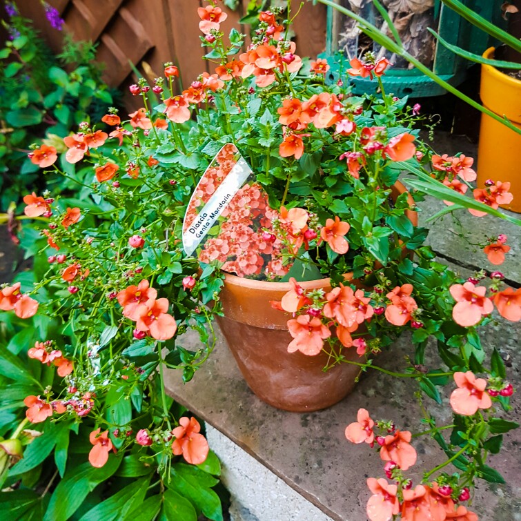 Plant image Diascia 'Little Drifter'