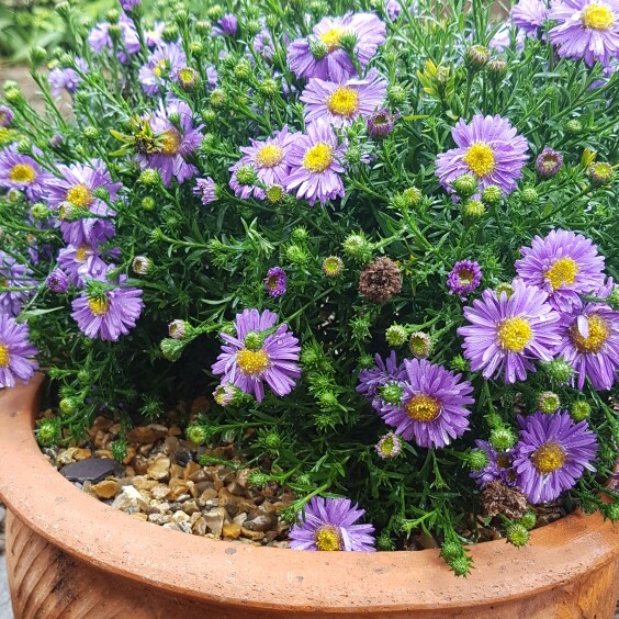 plant image 226714