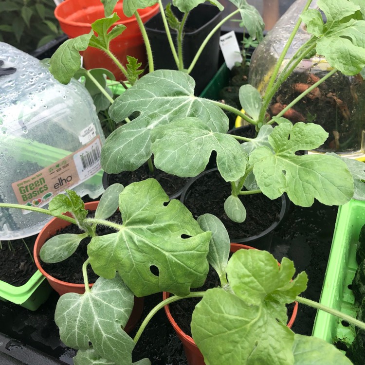 Plant image Citrullus Lanatus