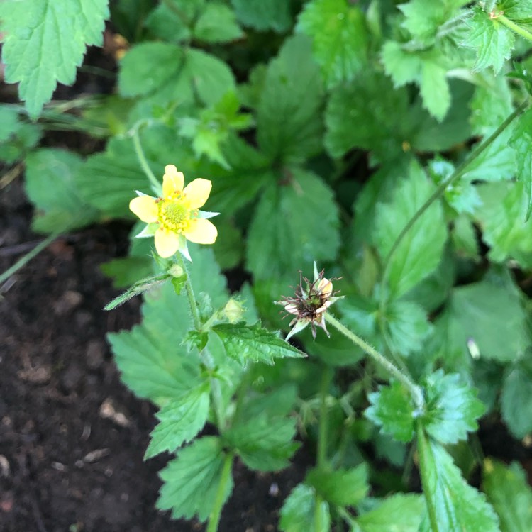Plant image Geum Urbanum
