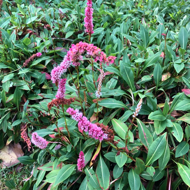 Plant image Persicaria