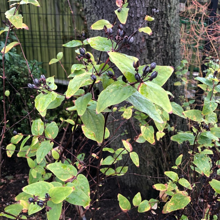 plant image 1219104