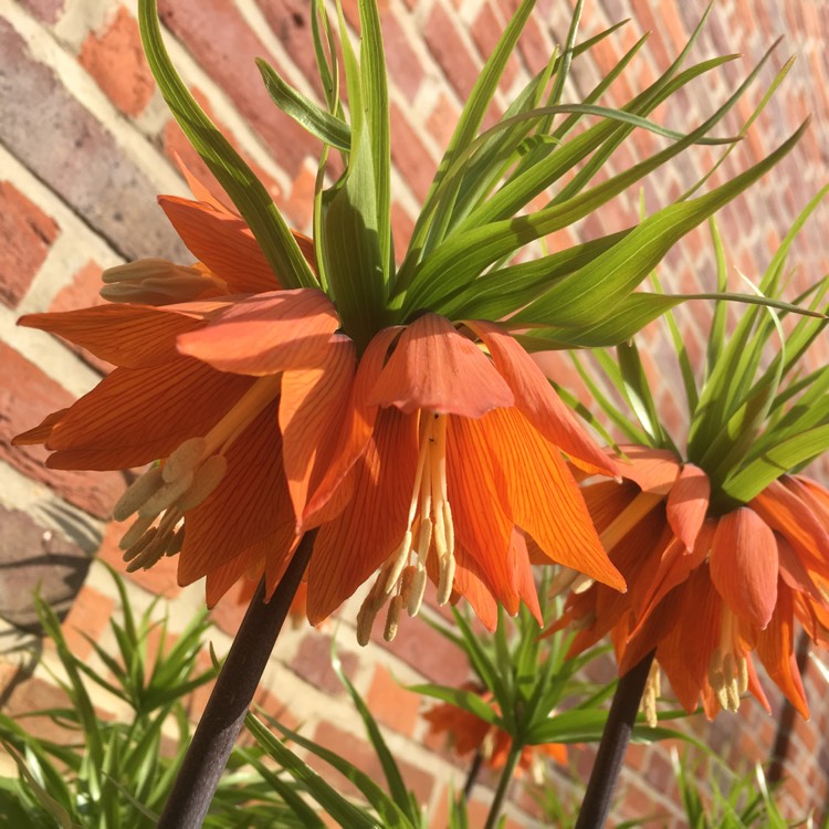 Plant image Fritillaria imperialis 'Blom's Orange Perfection'