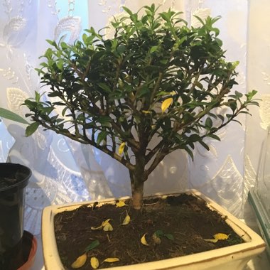Ilex crenata 'Dark Green'