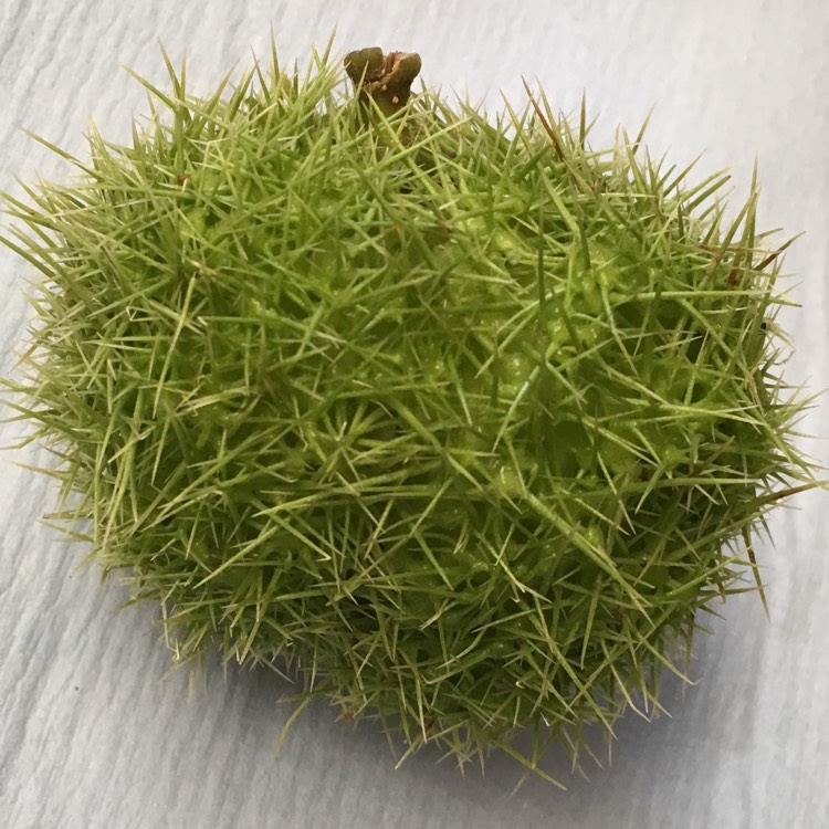 Plant image Castanea sativa