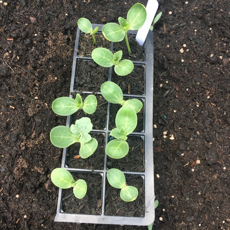 plant image 705993