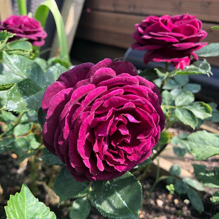 Plant image Rosa 'Ebb Tide'