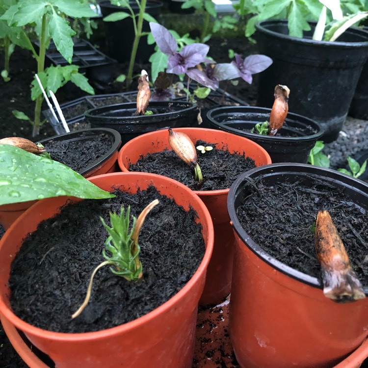 plant image 740141