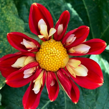 Dahlia 'Pooh - Swan Island' syn. Dahlia 'Pooh'