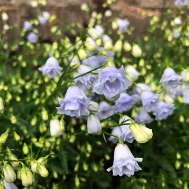 Campanula