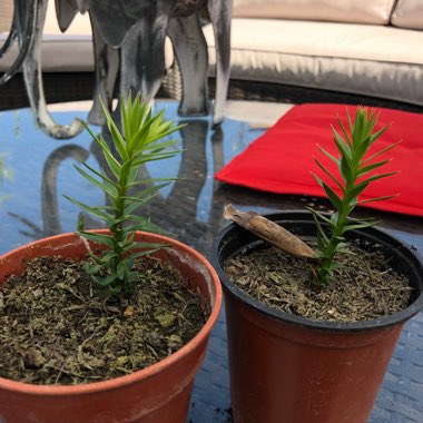 Araucaria araucana