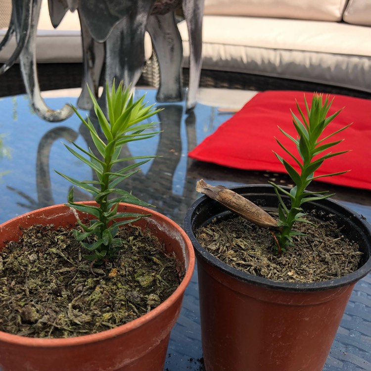 Plant image Araucaria araucana