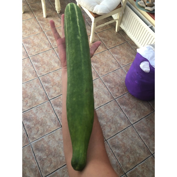 Plant image Cucumis sativus 'Burpless'