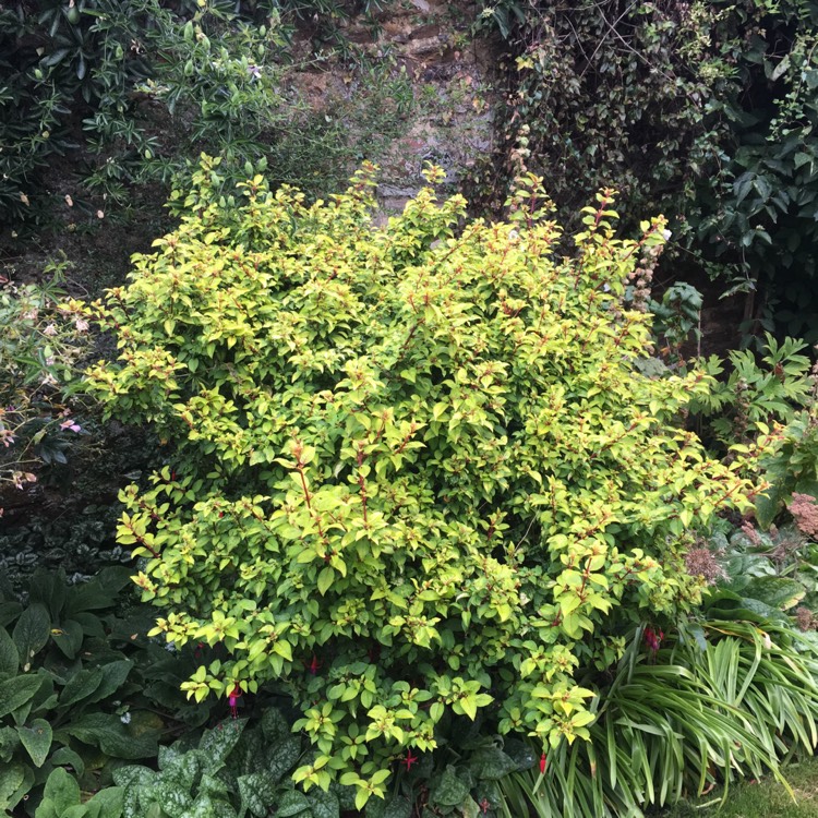 Plant image Fuchsia 'Autumnale'