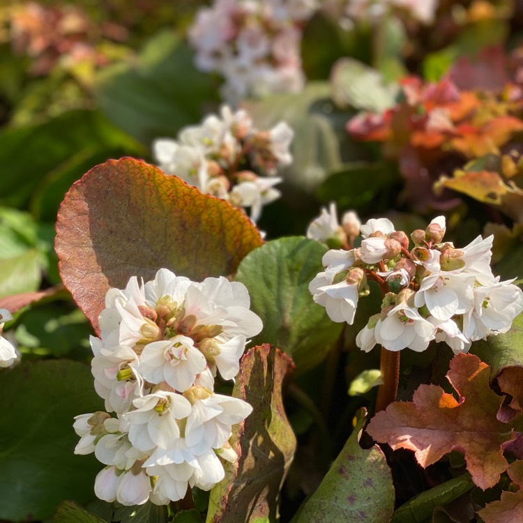 plant image 1263639