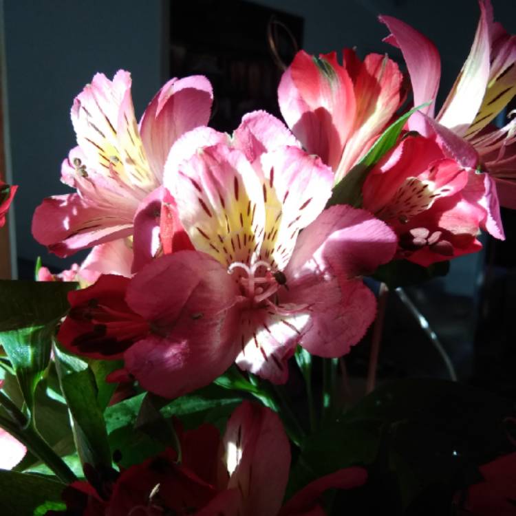 Plant image Alstroemeria
