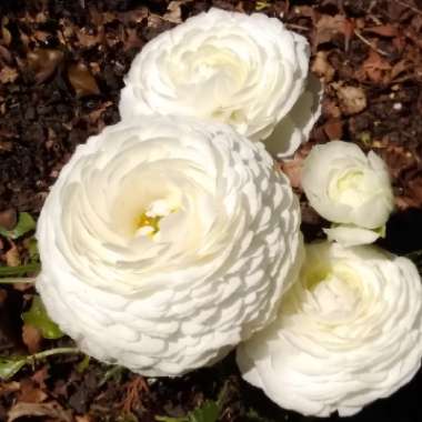 Ranunculus