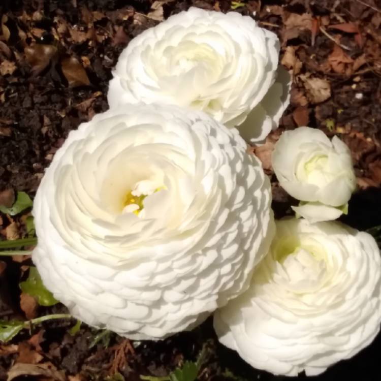 plant image 1302547