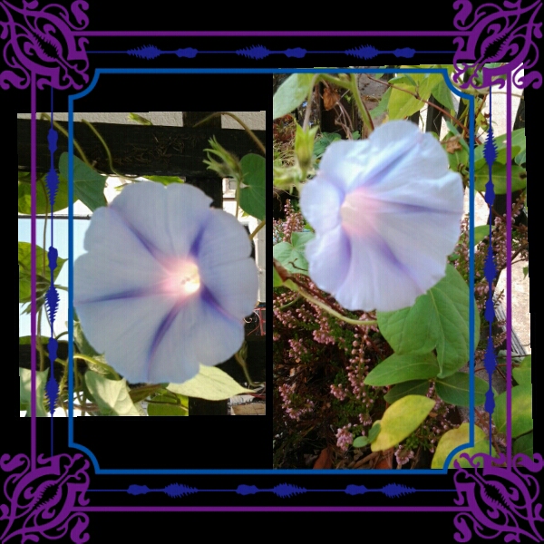 Plant image Ipomoea carnea