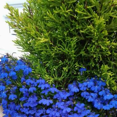 Lobelia erinus