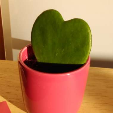 Hoya kerrii