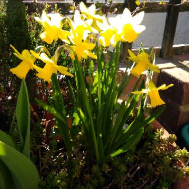 Narcissus 'Tête-à-Tête'