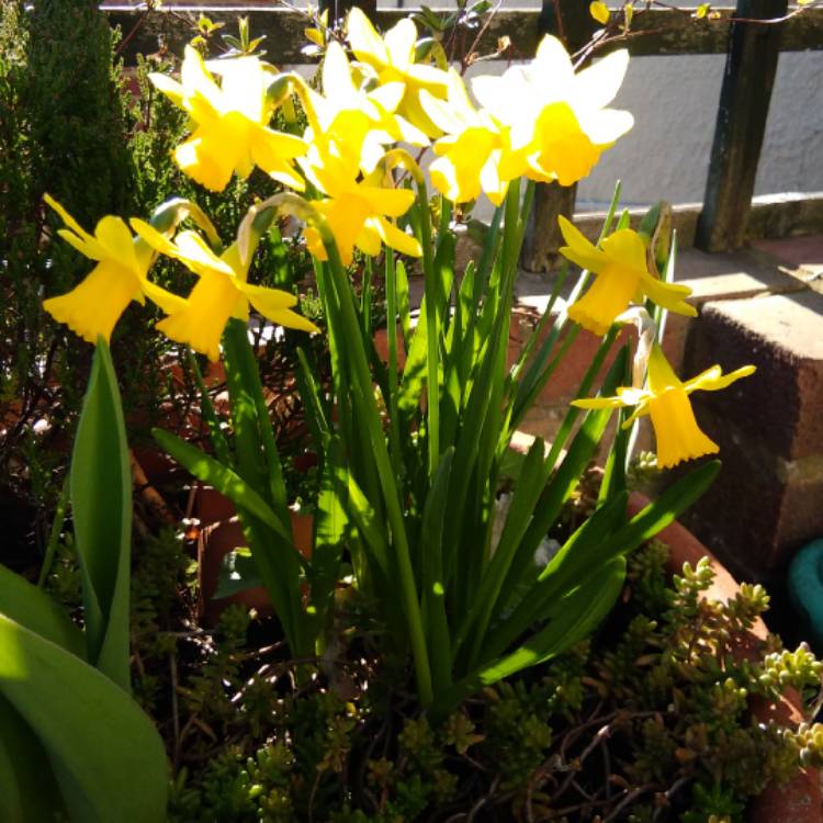 plant image 945768