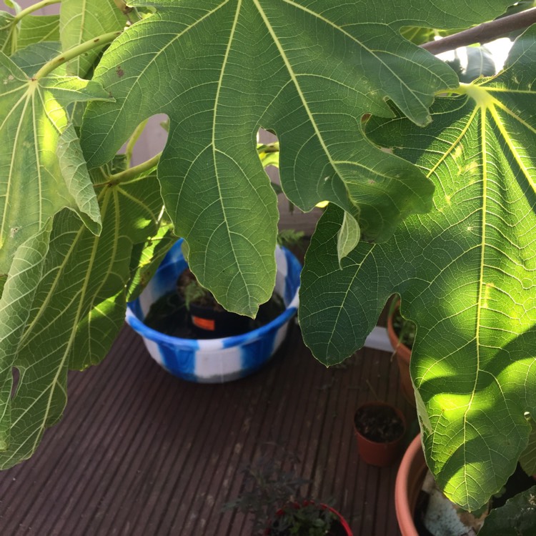 plant image 1194969