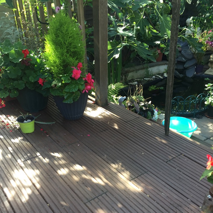 plant image 837567