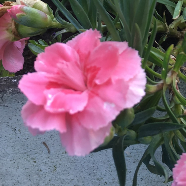 Plant image Dianthus 'Oscar' (Series)