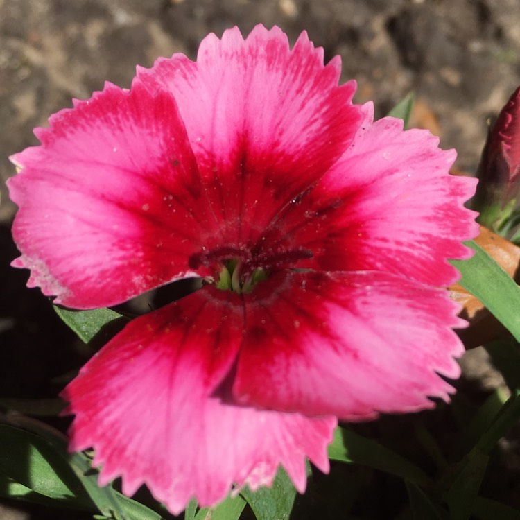 Plant image Dianthus Dessert™ 'Raspberry Swirl'