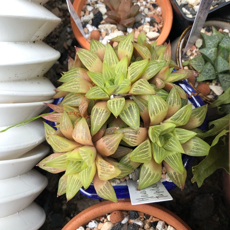 plant image 1071562
