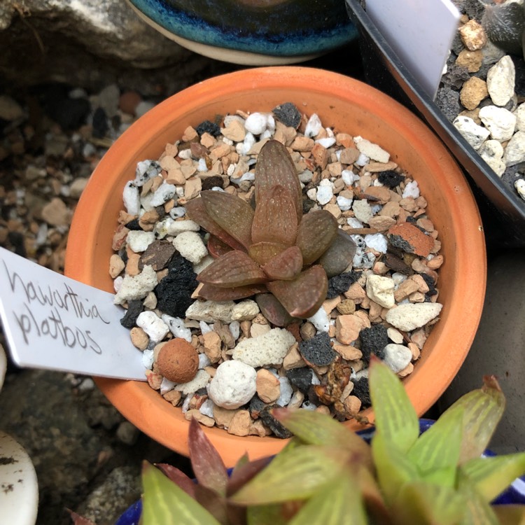 plant image 1071563 plant image 1071563