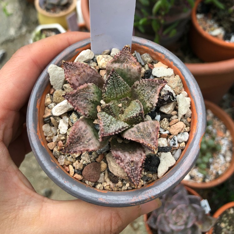 plant image 1071572