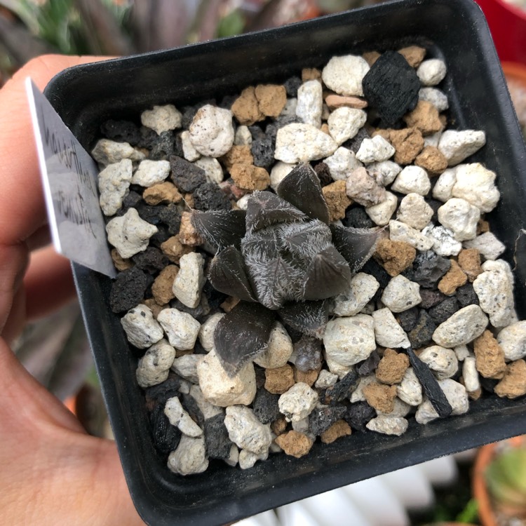 Plant image Haworthia Cooperi var. Venusta