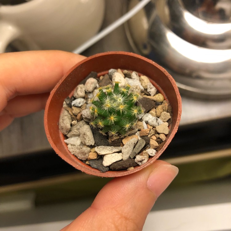 Plant image Mammillaria schiedeana