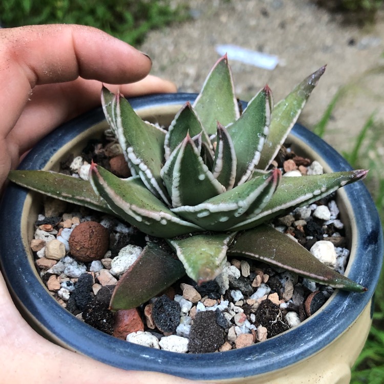 plant image 1105987