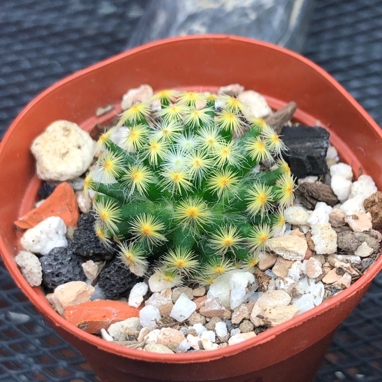 plant image 1158394