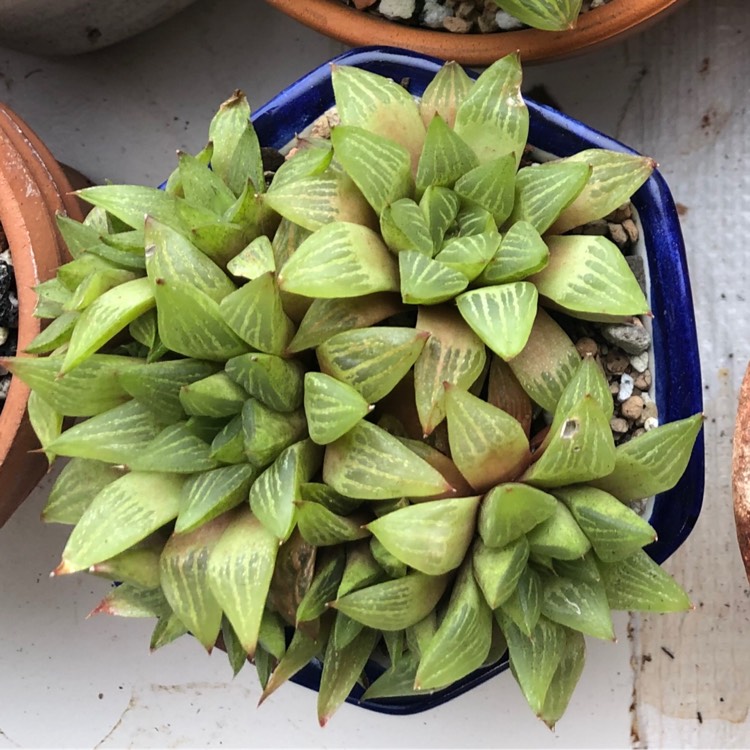 plant image 1184946