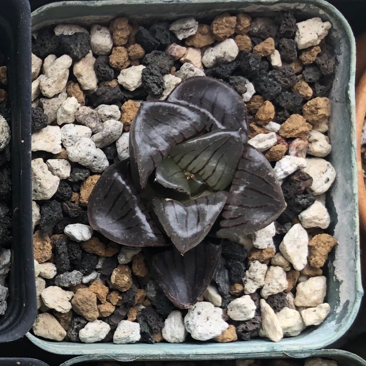 Plant image Haworthia Springbokvlakensis