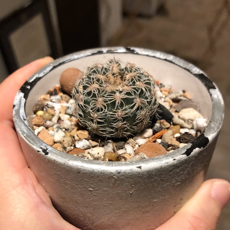 Plant image Gymnocalycium Bruchii
