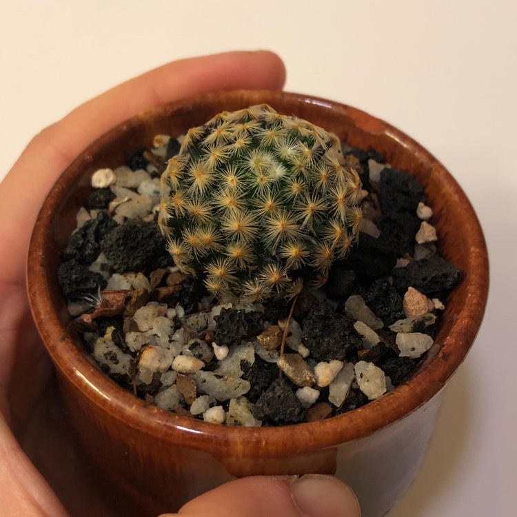 plant image 1214506