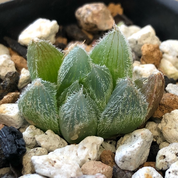 Plant image Haworthia Cooperi var. Venusta