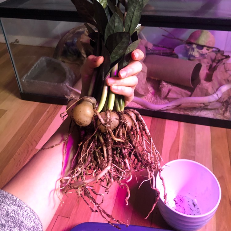plant image 1274105 plant image 1274105