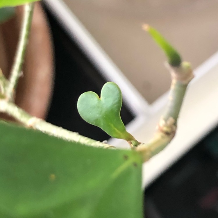 plant image 1274106 plant image 1274106